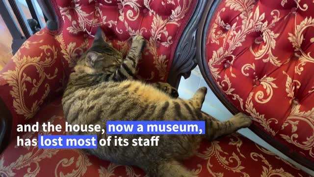 Mutant cats still a draw at Hemingway's Florida home