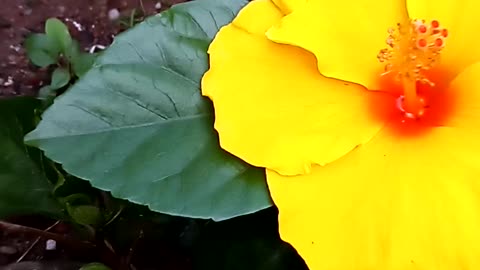 Hibiscus flowers video in our garden.