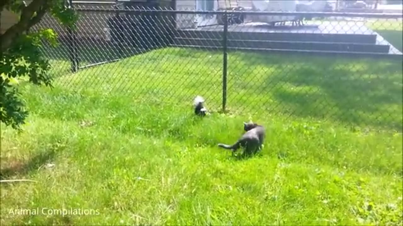 Baby Skunk Trying to spray