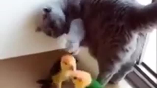 the cat defends the bully