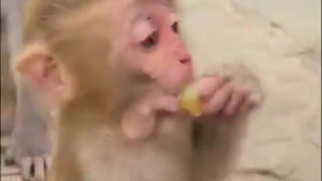 Amazing Monkey