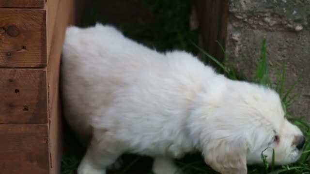 beautiful little golden retriever puppy in nature