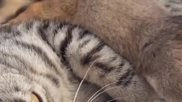 Funny Cat Reaction to Puppies