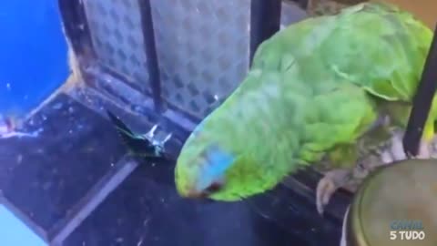 fun parrots - papagaios divertidos