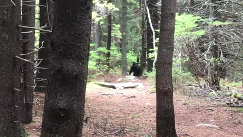 Black Bear on trail