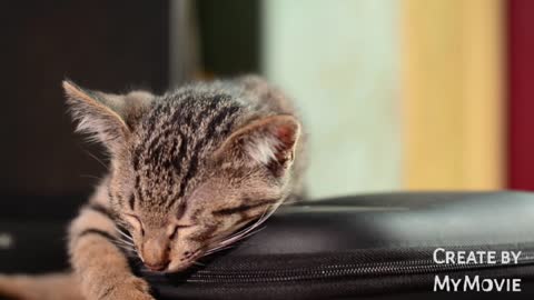 Cute cat