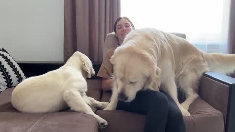 My Golden Retriever is Jealous Puppy