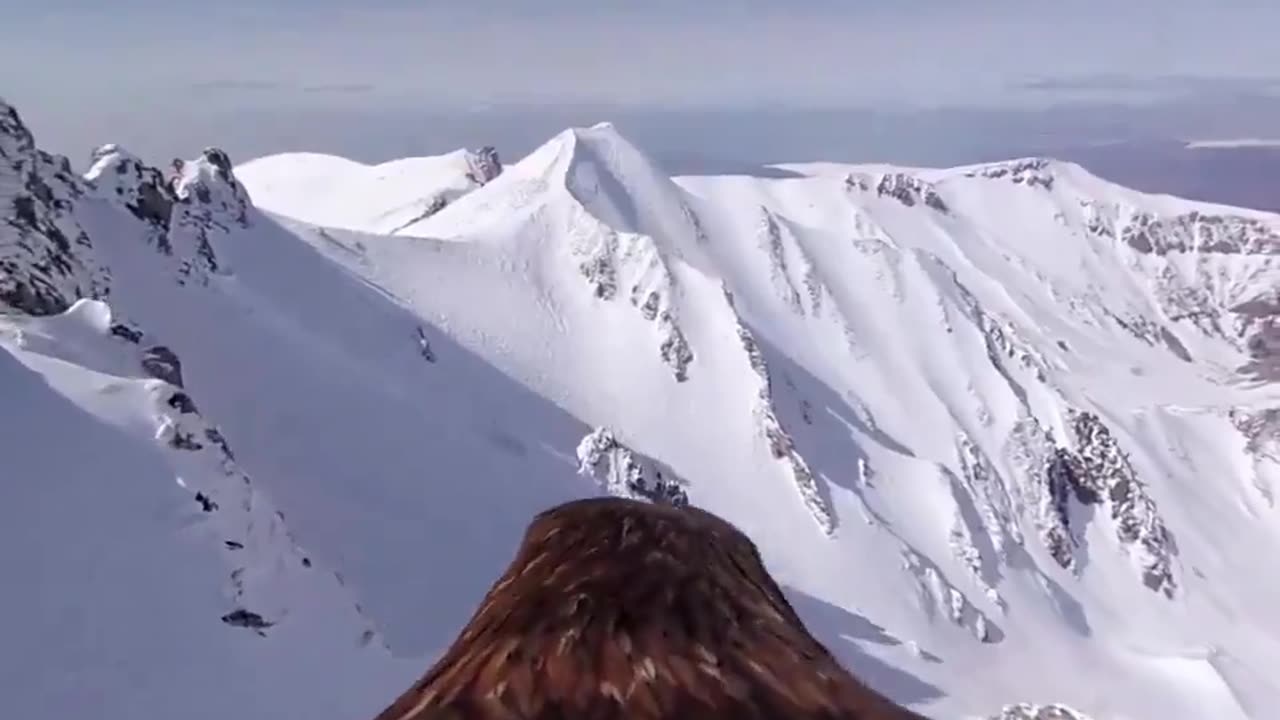 The breathtaking view recorded by the camera attached to the eagle's back.