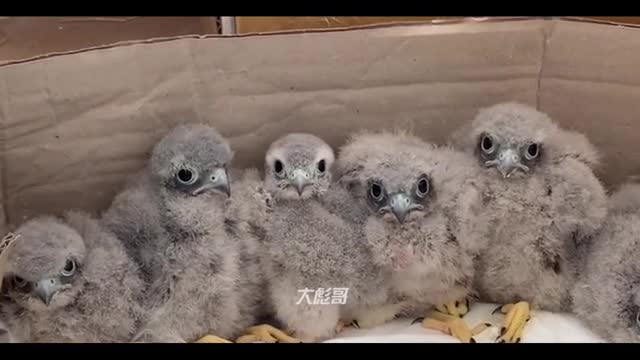 baby owl