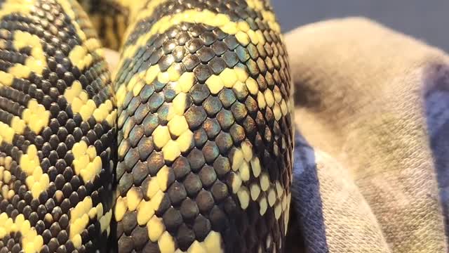 Carpet Python's Scales Shimmer in the Sun