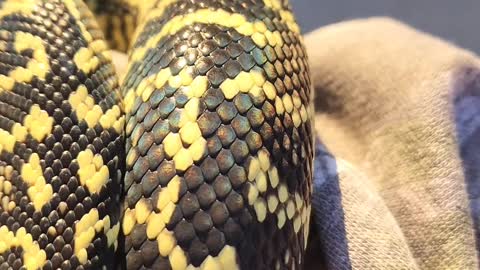 Carpet Python's Scales Shimmer in the Sun