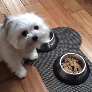 My dog "Food? Food? Food? Yay! Yay! Yay! ... Thank you!"