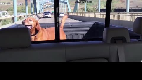 Dog Keep Spinning Around On His Owner Bed Truck