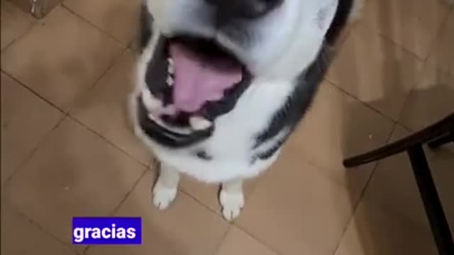 Gracias amigos 🤣 Funniest 🐶 Dogs - Awesome Funny Pet Animals Videos 😇 #shorts