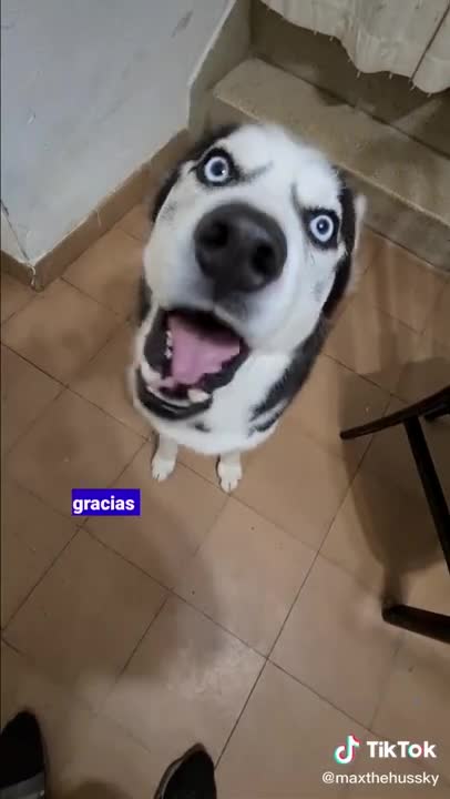 Gracias amigos 🤣 Funniest 🐶 Dogs - Awesome Funny Pet Animals Videos 😇 #shorts