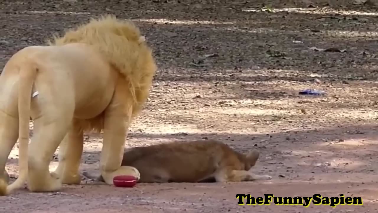 Funny Animals | Cute Animals | Funny Pranks | TheFunnySapien