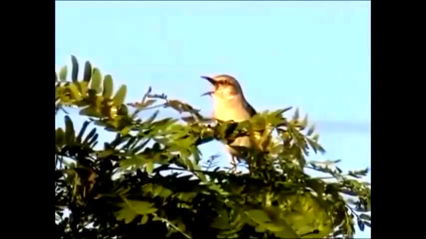 birds singing in nature a