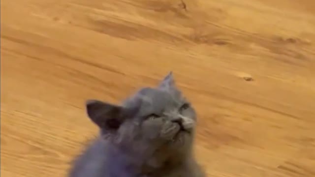 Funny little cat pussy videos trending funny