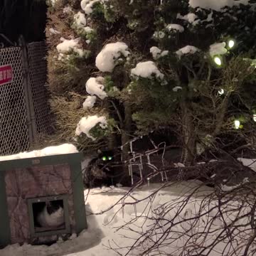 Charlie and Ellie- two happy ferals