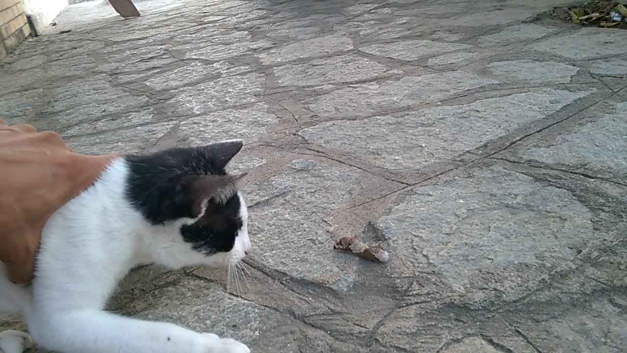 THE STREET CAT CAME AND STAYED AT MY HOUSE - THE ORANGE CATERPILLAR-11