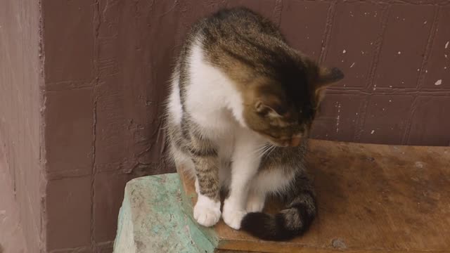 CUTE PET FUNNY KITTY VIDEO