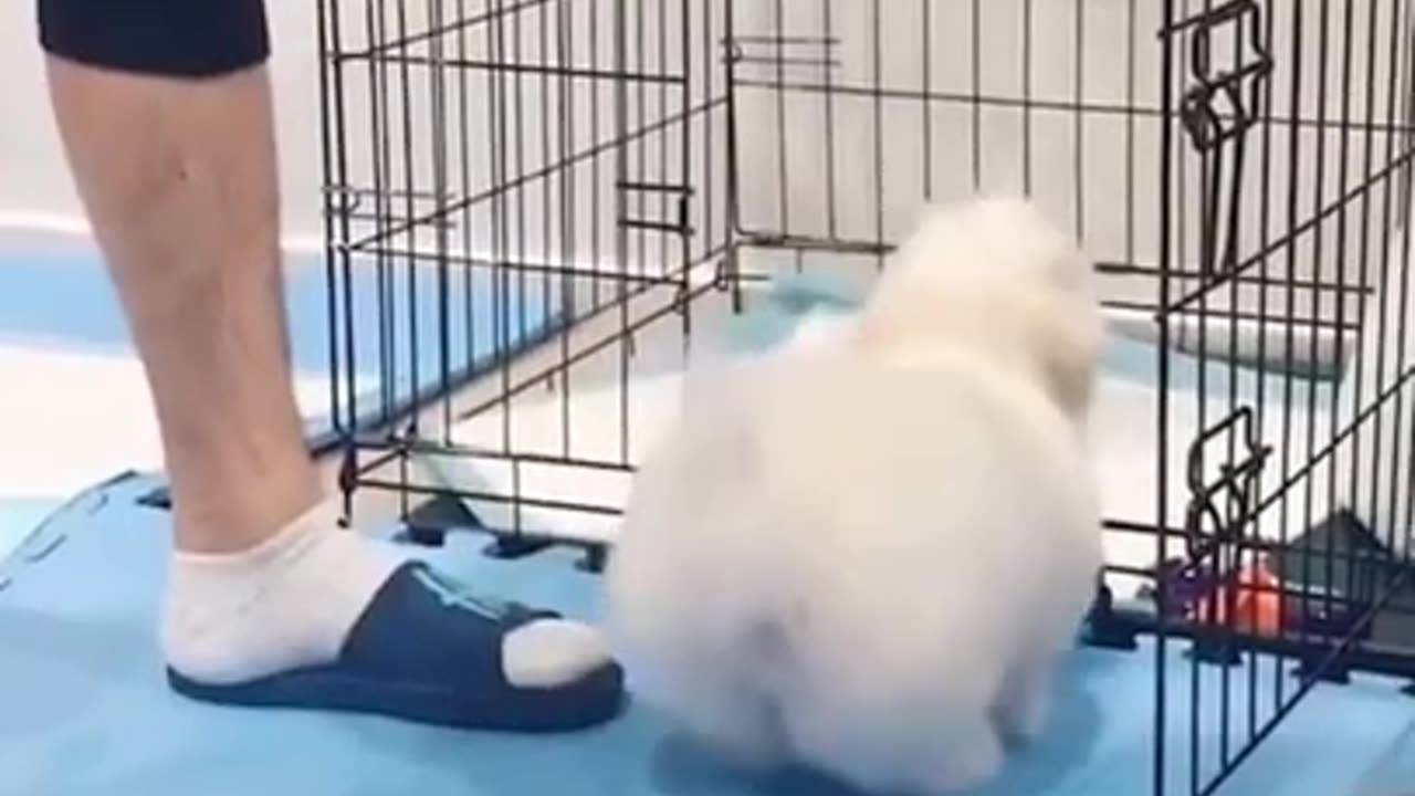 cute animals