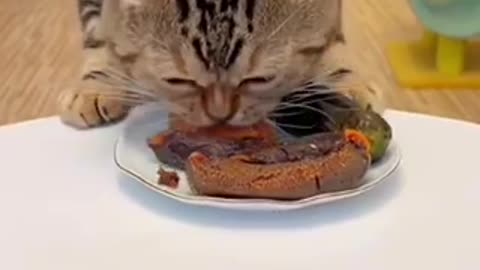 The Cutest Cat Video That Will Make Your Day 2023❣️