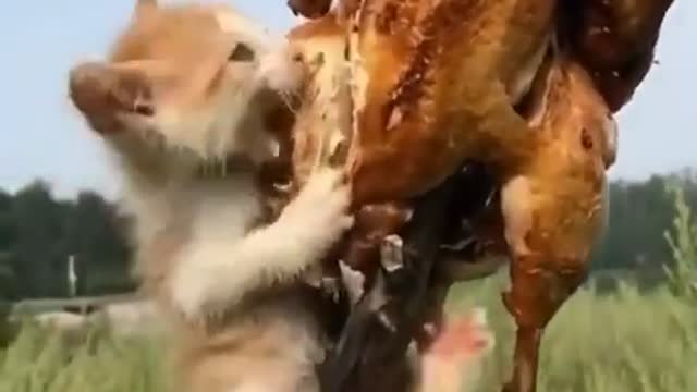 Baby Cat Eating Chicken