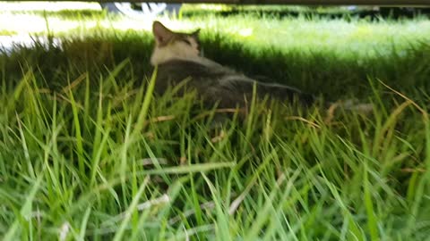 Cat under the car