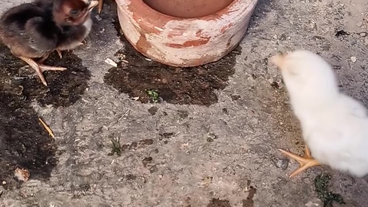Cute hen with baby chicks