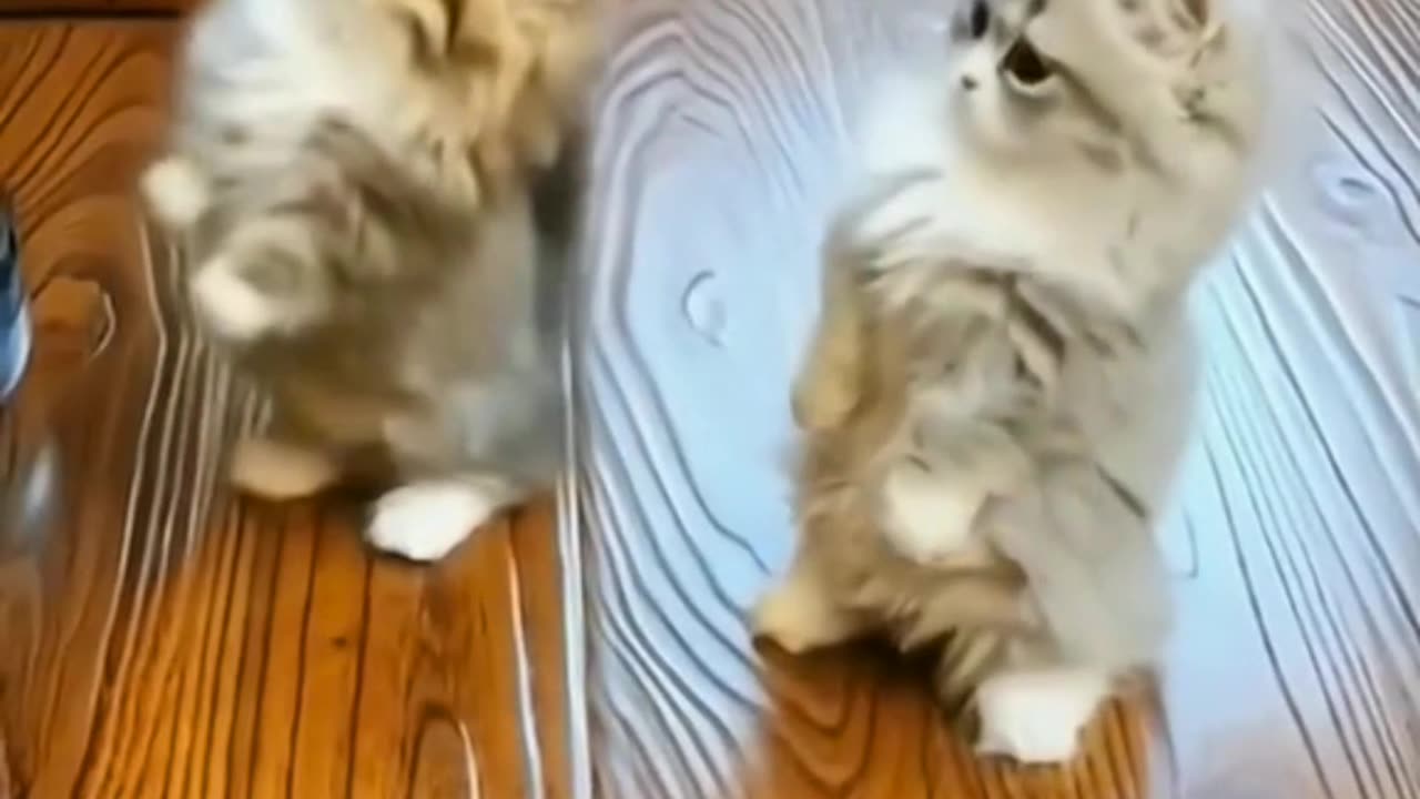 Cute and funny cats