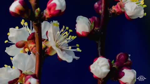 Bloom