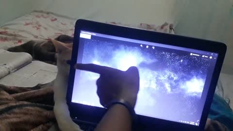 Kitty Cat Helps Study