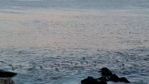 The wonderful sunset, the sea, and the birds