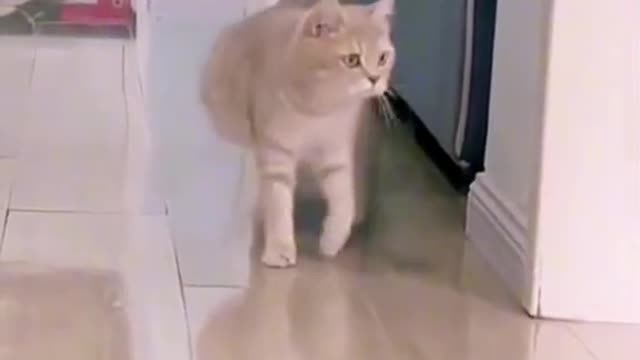 funny animal clips