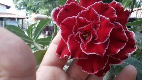 Linda Rosa do Deserto Vermelha Multipétalas com Bordas Brancas