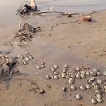 Taricaya turtle rescue 🐢💚