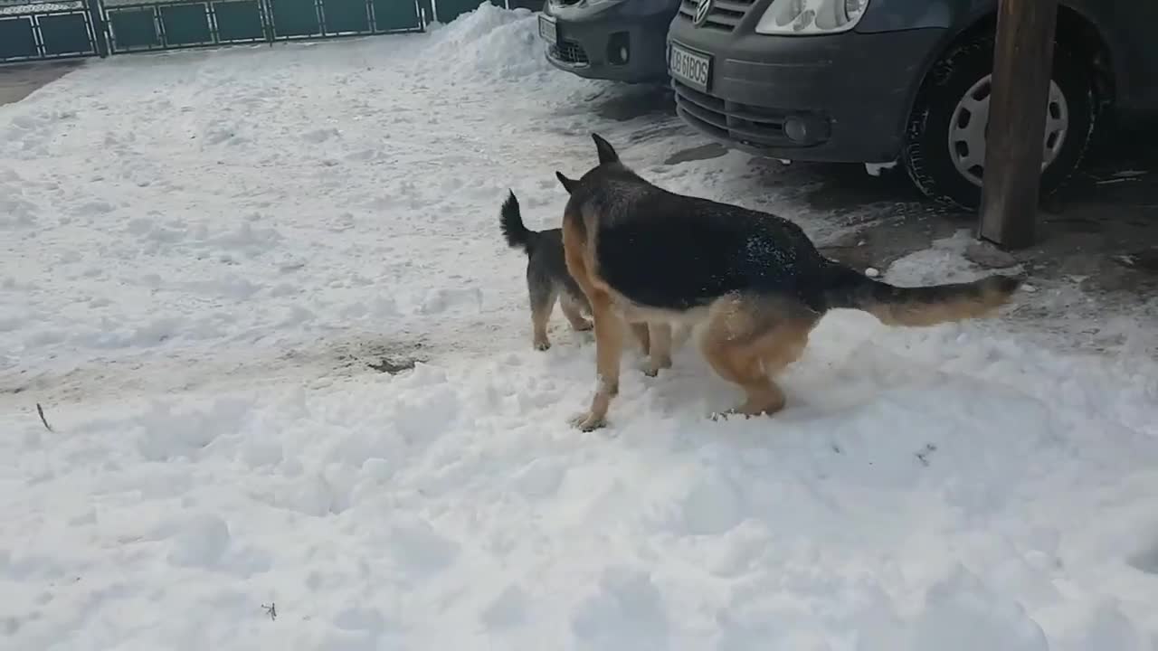 irst time seeyng the snow Adorable Dogs playing in the snow winterfun