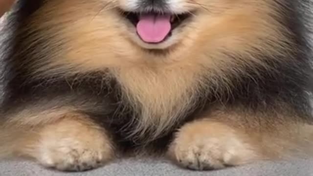 Ultimate baby dogs - cute and funny dog video