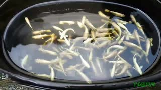 Flames Fish are dancing