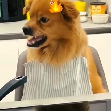 Dog Reaction To The Chef🤣🤣🤣