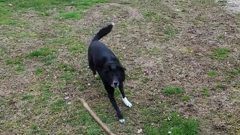 puppy catching branch very subtly