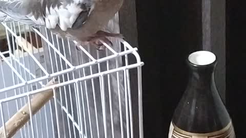 messy cockatiel wanting attention