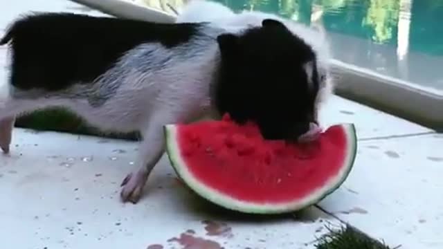 rush to eat watermelon pig