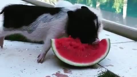 rush to eat watermelon pig