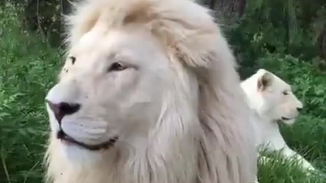 Wild King