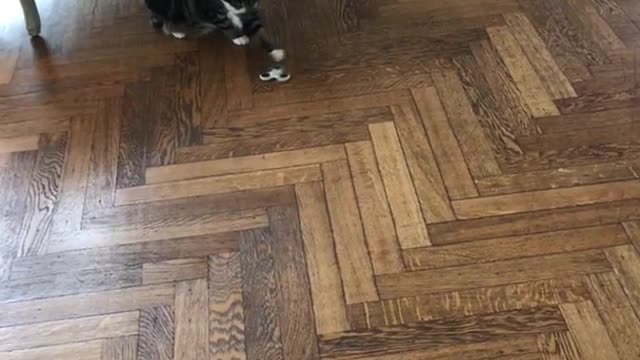 Cat under chair plays with fidget spinner