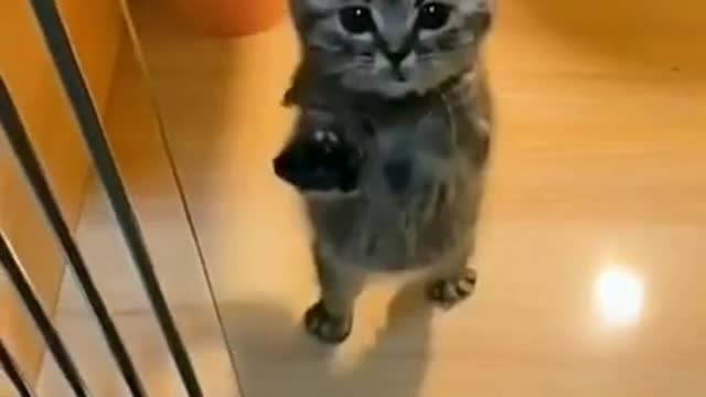 FUNNY CAT VIDEOS !!qq!!