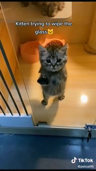 FUNNY CAT VIDEOS !!qq!!