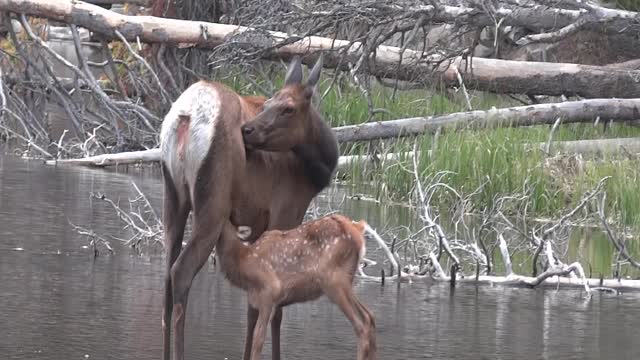 Mama Elk and baby in Sprague Lake